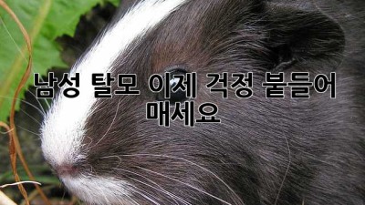 남성 탈모? 이제 걱정 붙들어 매세요!