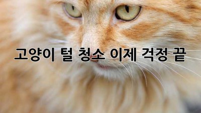 고양이 털 청소, 이제 걱정 끝!